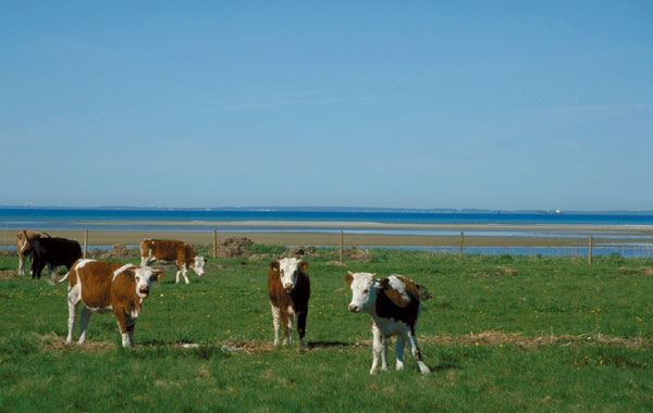 Those are actually some of my cows, believe it or not :-) Across the strait you see Denmark.