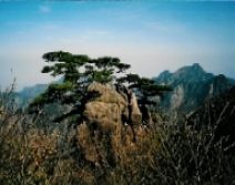 Pine tree in HuangShan